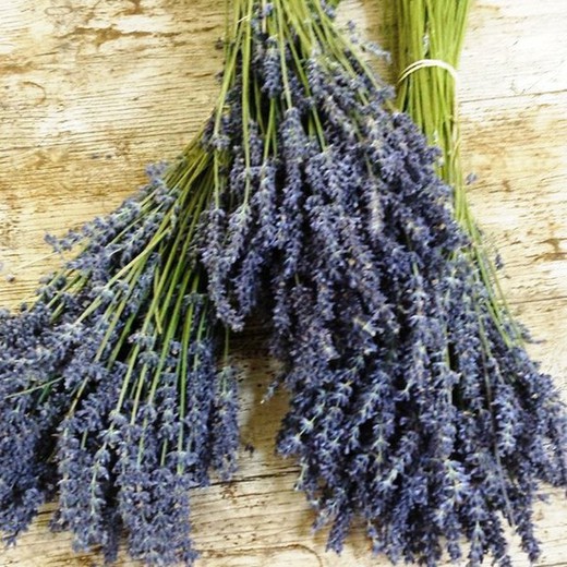 Bouquet de Lavanda (Lavanda) 3 unidades