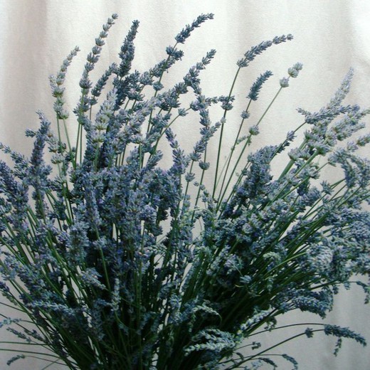 Ramo de Lavanda Fresca