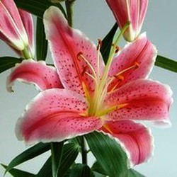 Ramo de Lilium Oriental — Floresfrescasonline