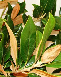 Precios de magnolia — Floresfrescasonline