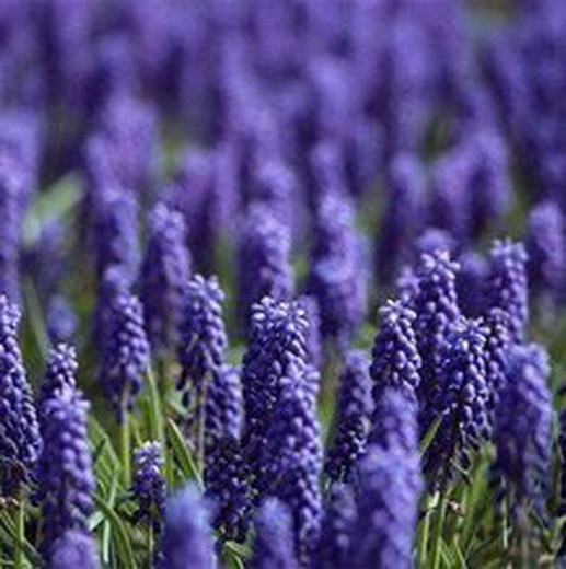 Ramo de Muscari 20 tallos