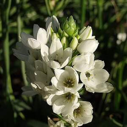 Buquê de Ornithogalum