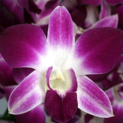 Ramo de Orquideas Dendrobium