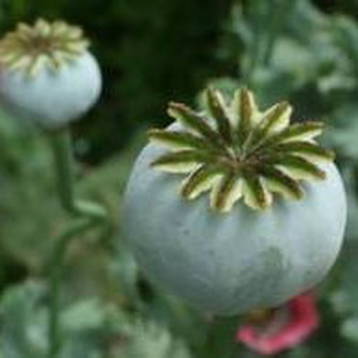 Ram de Papaver Fruit