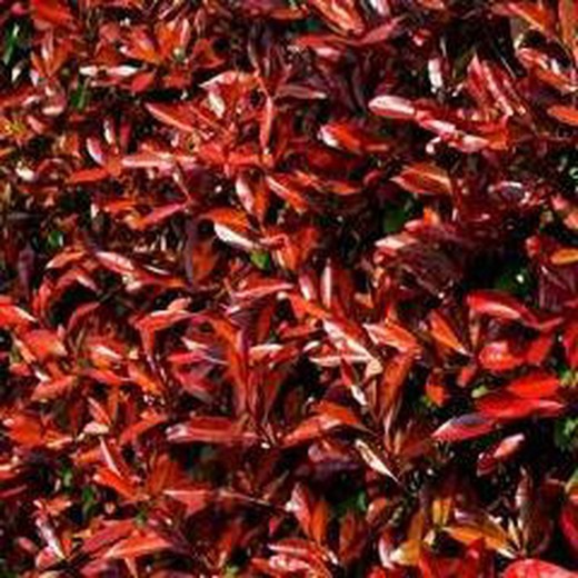 Ramo de Photinia Red Robin