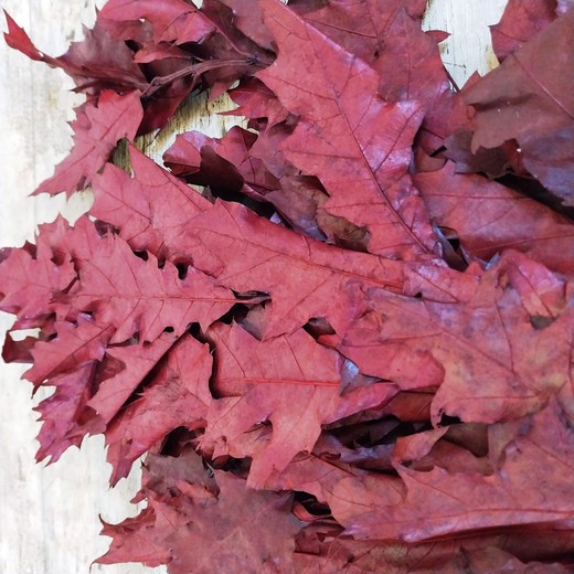 Ramo de Quercus Rojo