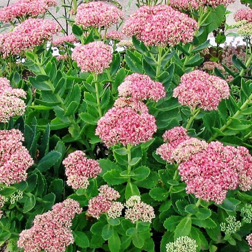 Ramo de Sedum