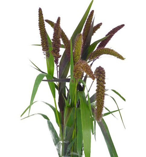 Ramo de Setaria Red Jewel 20 tallos