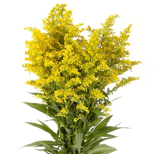 Ramo de Solidago (Vara de Oro)