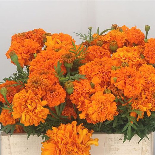 Ramo de Tagetes Promise