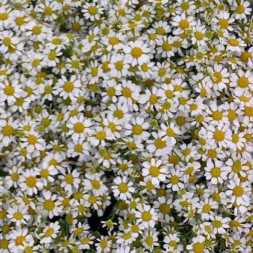 Ramo de Tanacetum