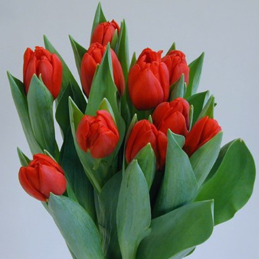 Ramo de Tulipanes