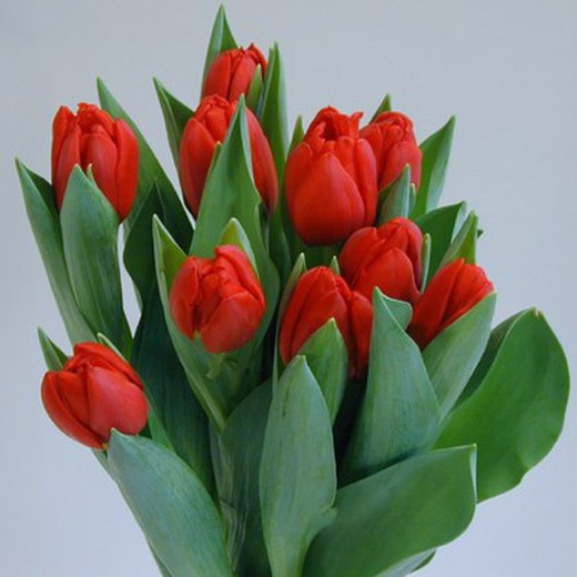 Bouquet de tulipes