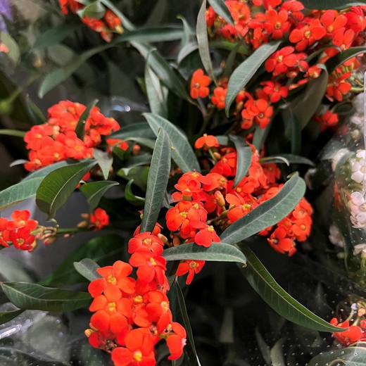 Buquê Rainha Laranja Euphorbia Fulgens