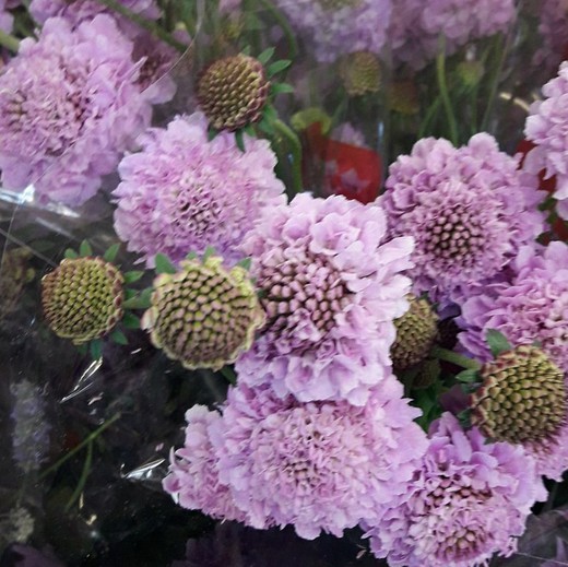 Ramo Scabiosa