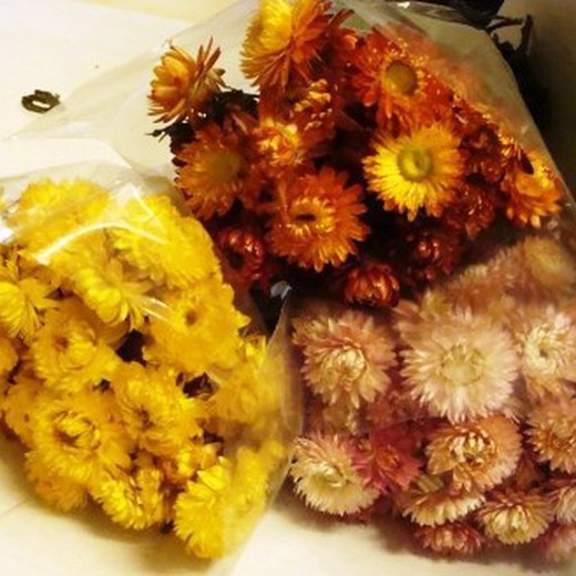 Rams de Helichrysum (Flor de Paper)