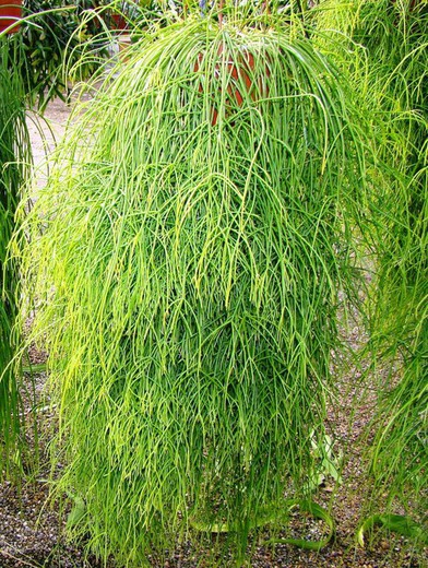 Rhipsalis Capilliformis