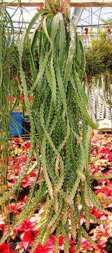 Rhipsalis Cruciformis cavernosum