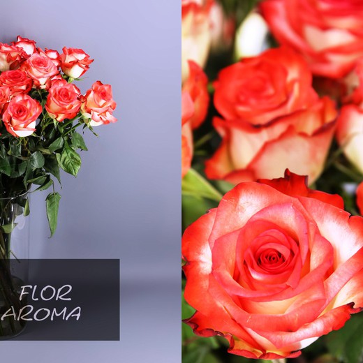 Rosa Blush — Floresfrescasonline