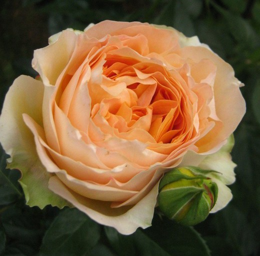 Rosa Caramel Antike