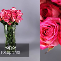 Precios de rosa de jerico — Floresfrescasonline