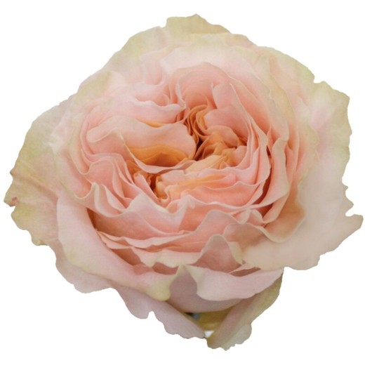 Rose de jardin Princess Crown