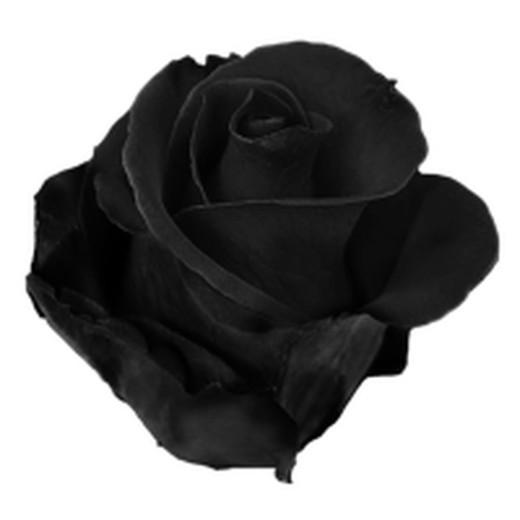 Rose noire teinte