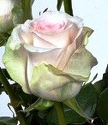 Rosa Señorita — Floresfrescasonline