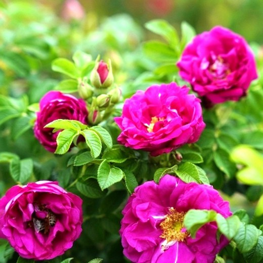 Rosa Aurora Aromática