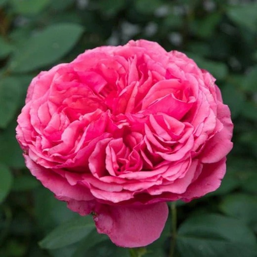 Audrey Fleurot Rose