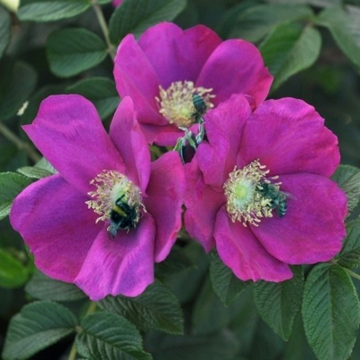 Berry-Bush Aurora Rose