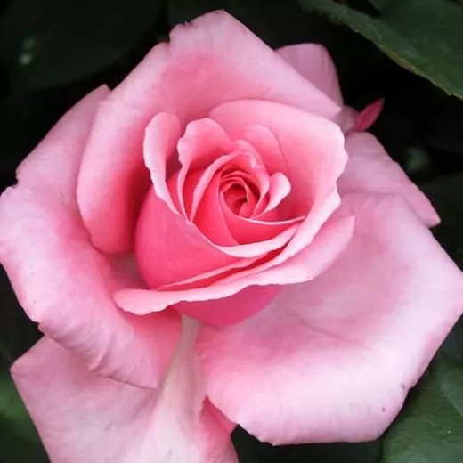 Rosal Carina Perfumado
