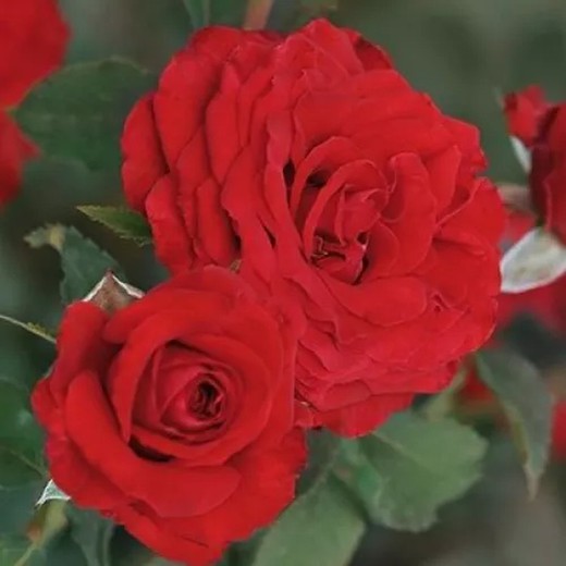 Rosa Carmine G.