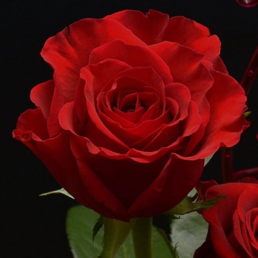 Rosa Comestível Red Passion