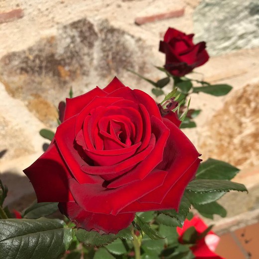 Rosal de Sant Jordi (Cultivo do Maresme)
