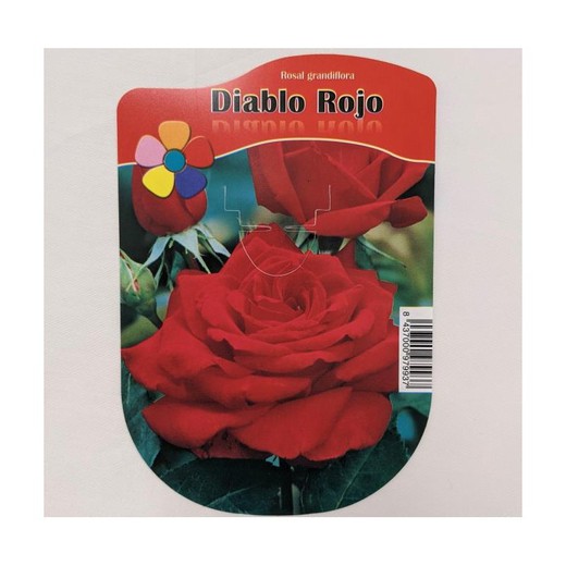 Rosal Diablo Rojo