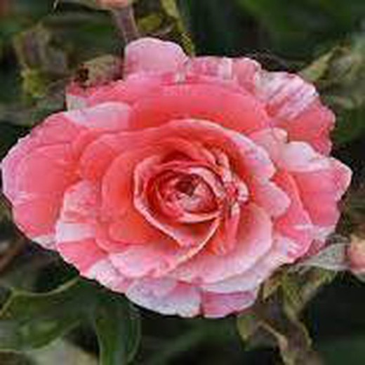 Rose Fresh Antika G