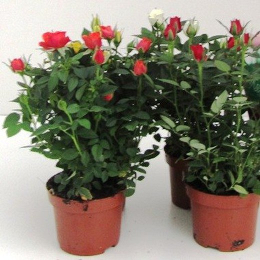 Rosal Mini Red