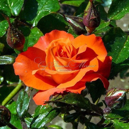 Rosal Orange Vaza G