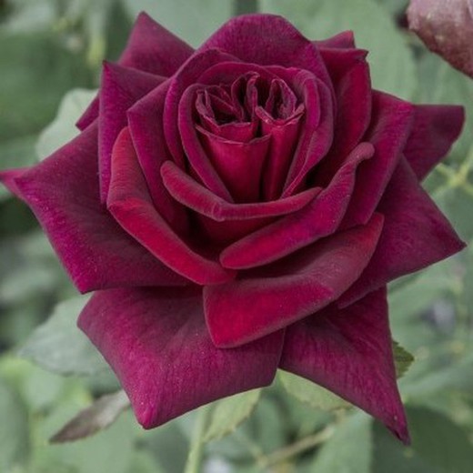 Roser Black Perfumella