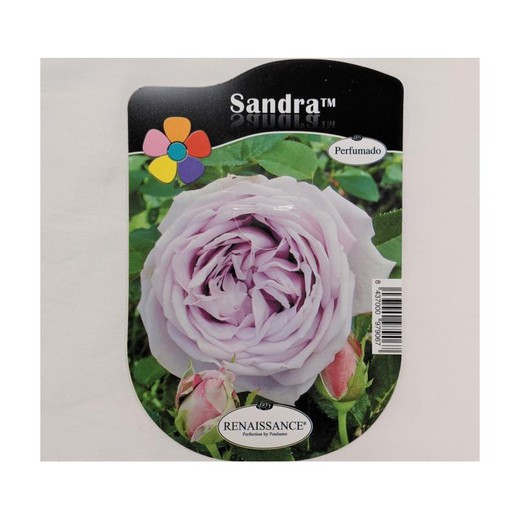 Rosal Renaissance Sandra Perfumado — Floresfrescasonline