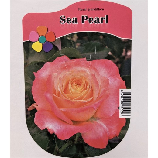 Rose Sea Pearl