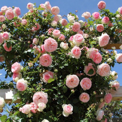Escalada Rose Pierre de Ronsard Perfumado