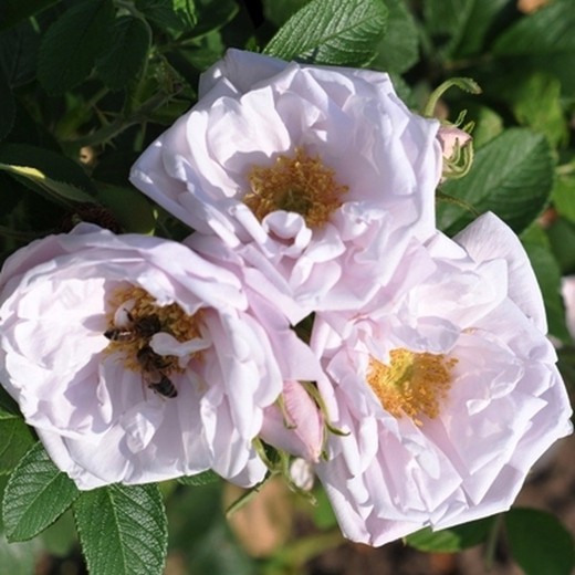 Rosa Branca Aurora