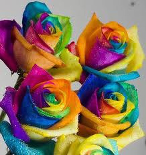 Rosas Arco Iris (Rainbow)