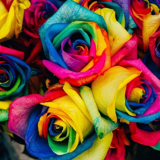 Rosas Arco Iris (Rainbow) Arregladas