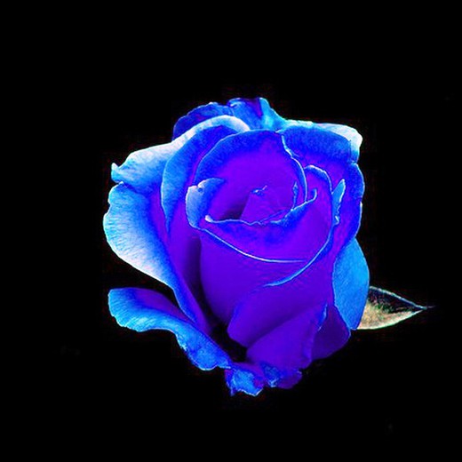 Rosas Azules Arregladas