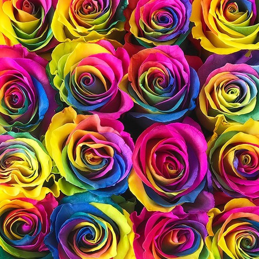 Rosas do arco-íris (conjunto de 6)