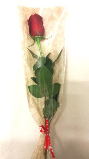 Rosas San Valentín 50 cm Bolsa