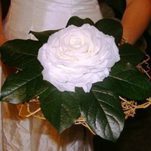 Rosmelia Blanca